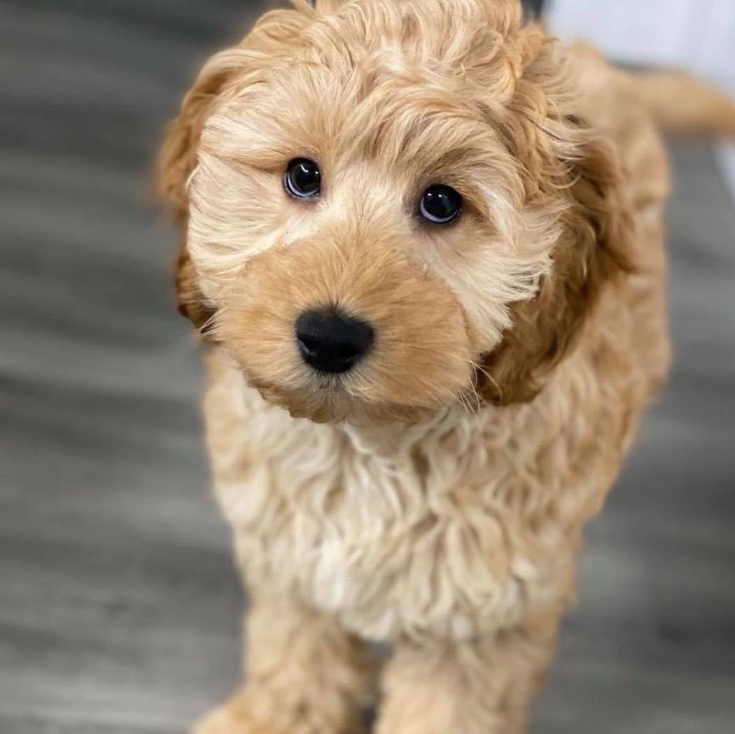 PUPPY SOCIALISATION & TRAINING COURSE